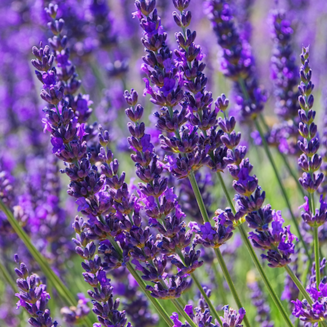 Lavender essential oil, certified organic image 0